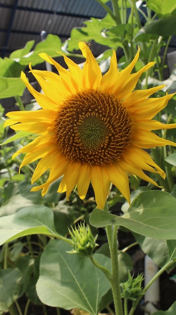 Sunflower head isolated on white background Sun symbol premium