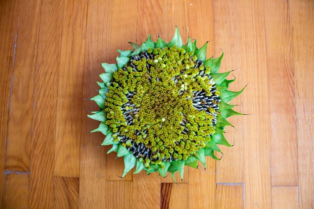 Sunflower head with seeds on wooden background. Top view.