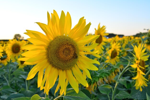 フィールドに分離された黄色の花びらを持つヒマワリの頭をクローズ アップ