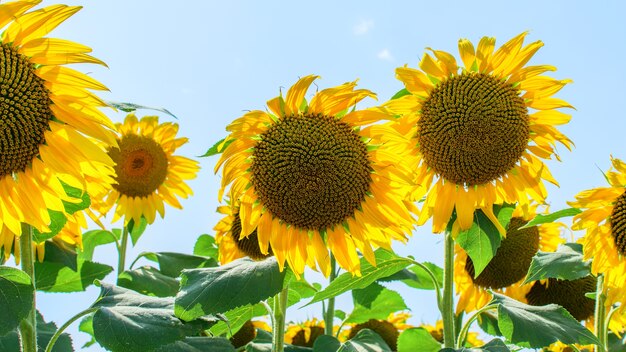 Sunflower heads on the blue sky