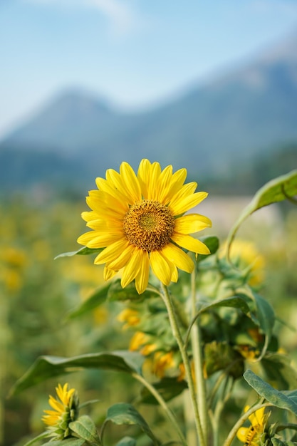 The sunflower Helianthus annuus is a living annual plant in the family Asteraceae