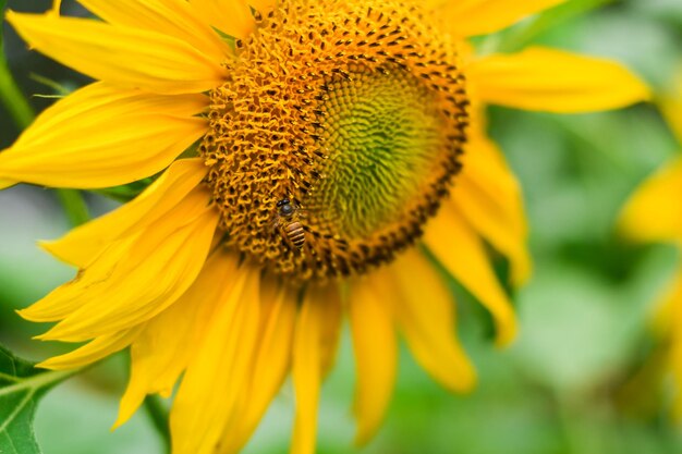 Sunflower or helianthus annuus l in a sunflower field selective focus yellow background