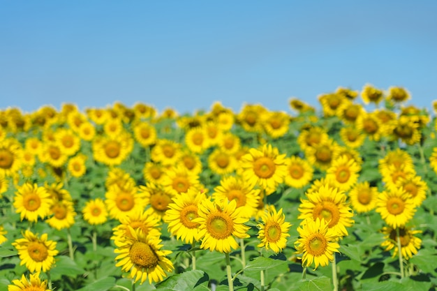 Girasole (helianthus annuus). girasole in fiore nel bel mezzo del girasole