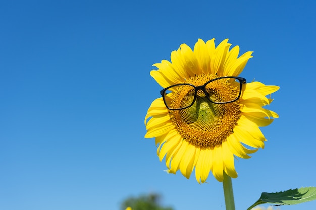 Sunflower (Helianthus annuus) Wearing black eye glasses. Sunflower blooming