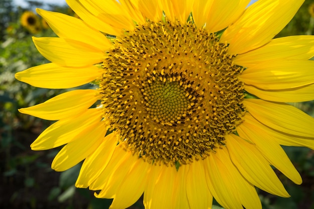 Подсолнух - Helianthus Annuus