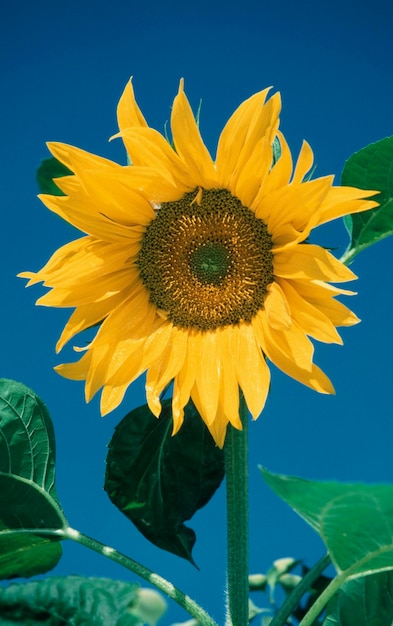 Sunflower Helianthus annuus