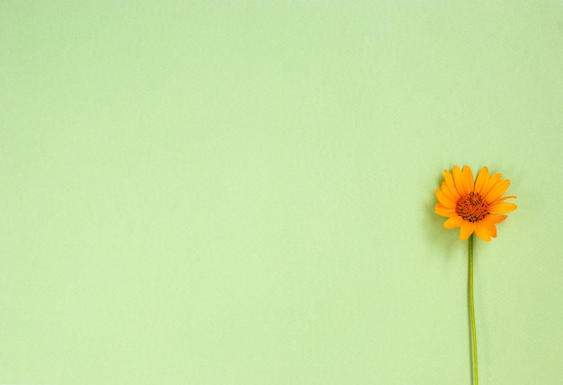 Sunflower Heliopsis flower on a green background.