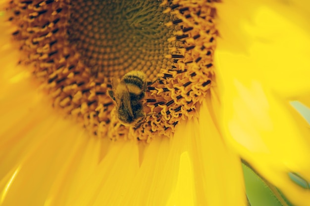 Sunflower and honeybee in garden yellow nature