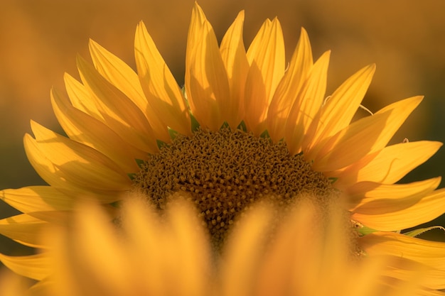 Sunflower illuminated by sunset light