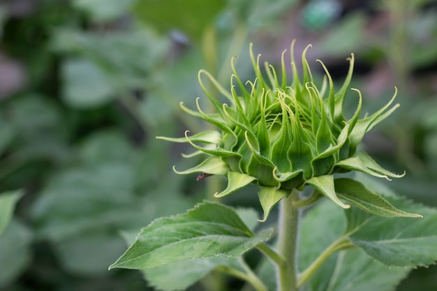 ひまわりは庭の木に開花