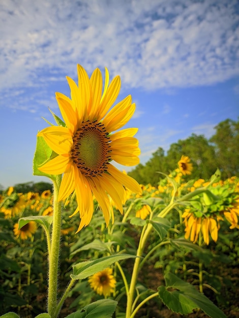 A sunflower is in a field of sunflowers with a blue sky in the background.