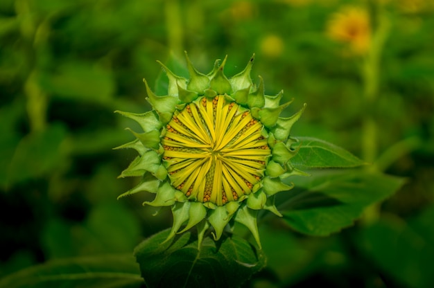 ひまわりは開花準備ができています