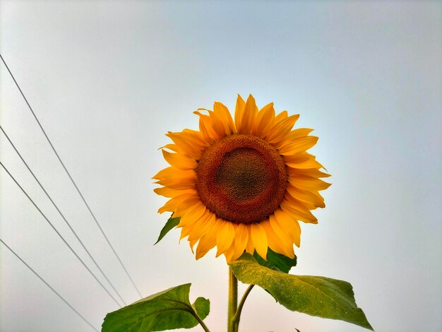 A sunflower is shown with a blue sky in the background