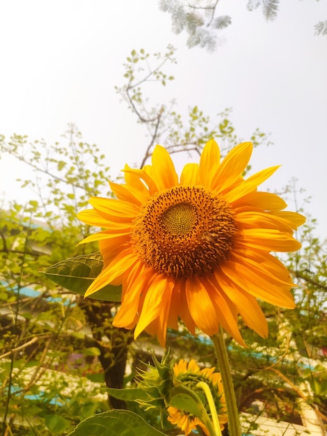 Photo a sunflower is shown with the word sunflower on it.