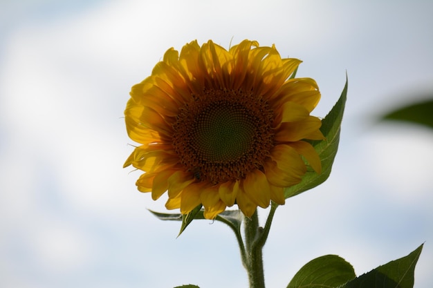 A sunflower is in the sky