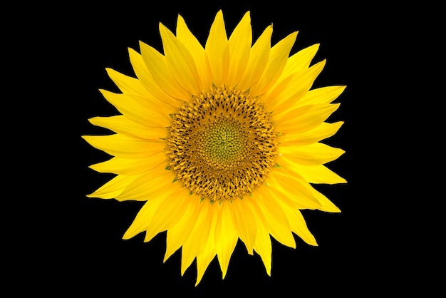 Sunflower isolated on black background Yellow summer flower