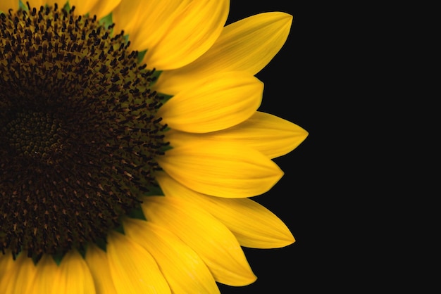 Sunflower isolated on black background Yerllow flower closeup