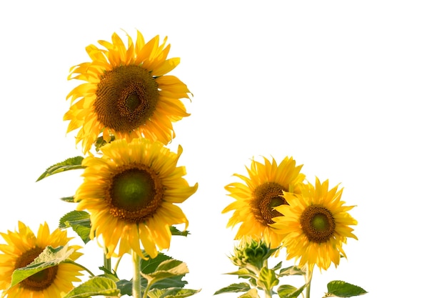 Sunflower isolated on white background include clipping path Sunflower blooming depth of field