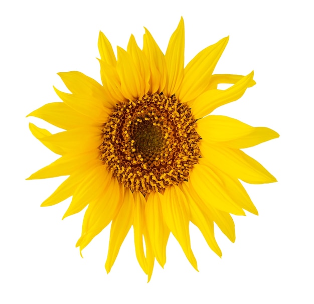 Sunflower isolated on white background with clipping path close up