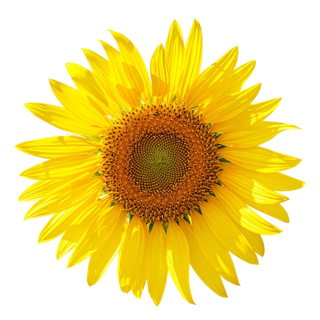 Sunflower isolated on white background with clipping path