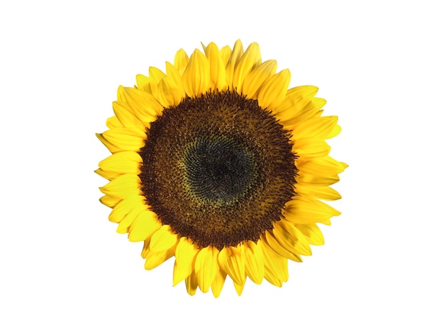 Sunflower isolated on white background