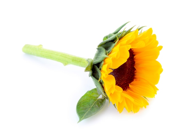 Sunflower isolated on white surface