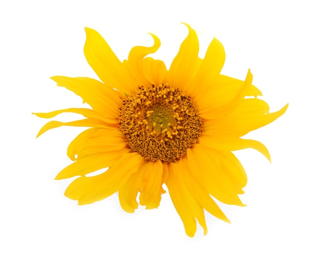 Sunflower isolated on white