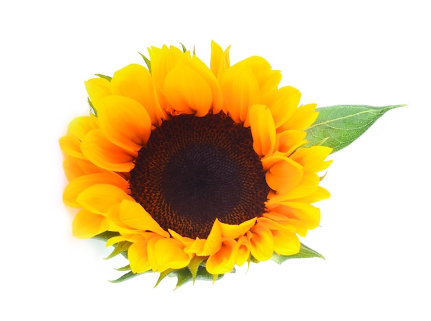 Sunflower isolated on white.