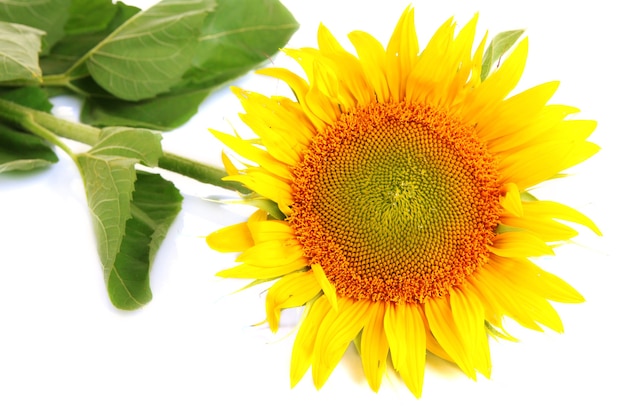 Sunflower isolated on white