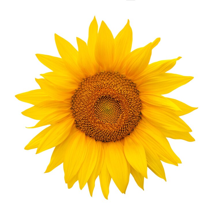 Photo sunflower isolated on white