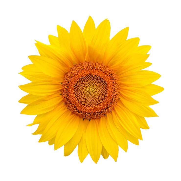 Photo sunflower isolated on white