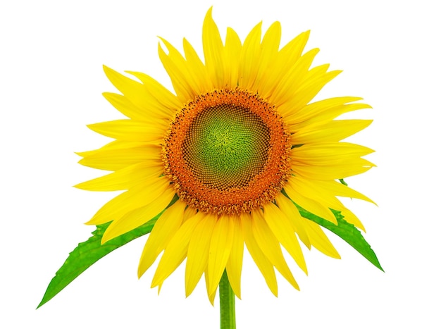 A sunflower isolated