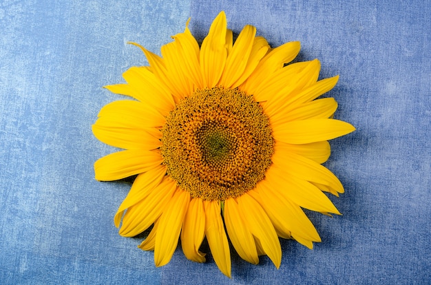 sunflower on jeans