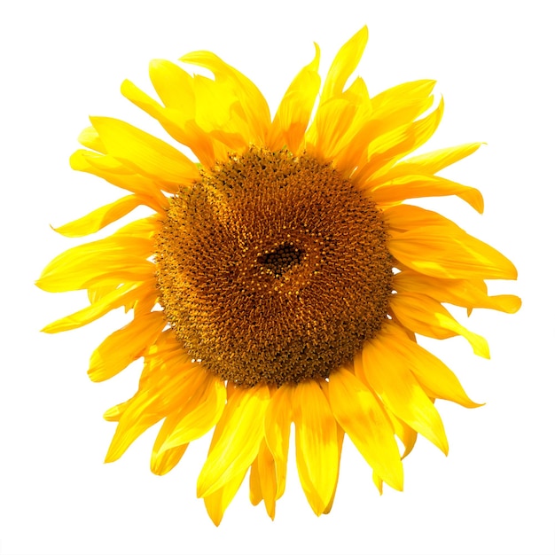 Sunflower macro close up. Background natural with sunflower petals. Inflorescence sunflower.