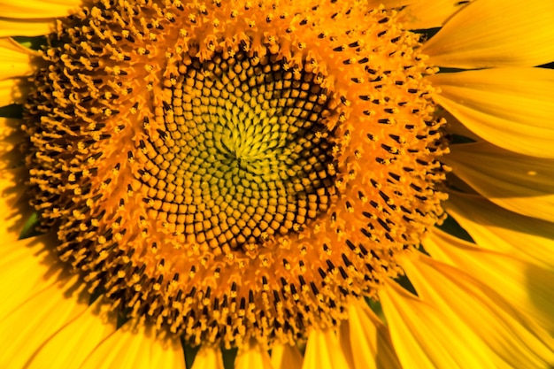 The sunflower macro has many small flowers at the base of the flower