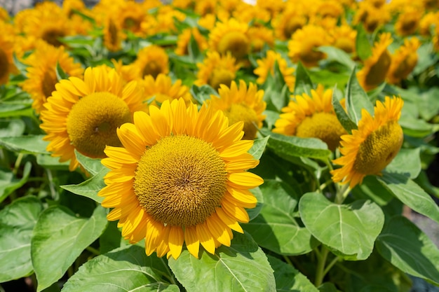 sunflower meadow