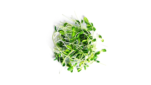 Sunflower microgreen isolated.