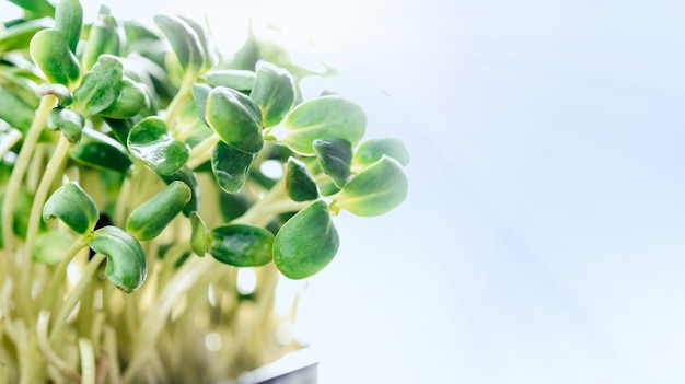 Sunflower microgreen sprouts closeup on blue background