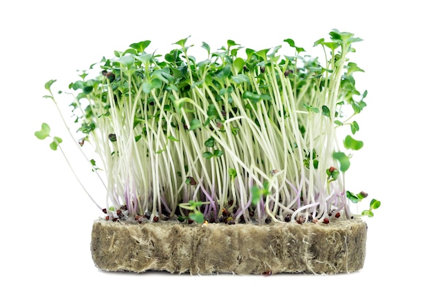 Sunflower microgreens on agrowool from a container Natural eco food and health Isolated on white background Closeup