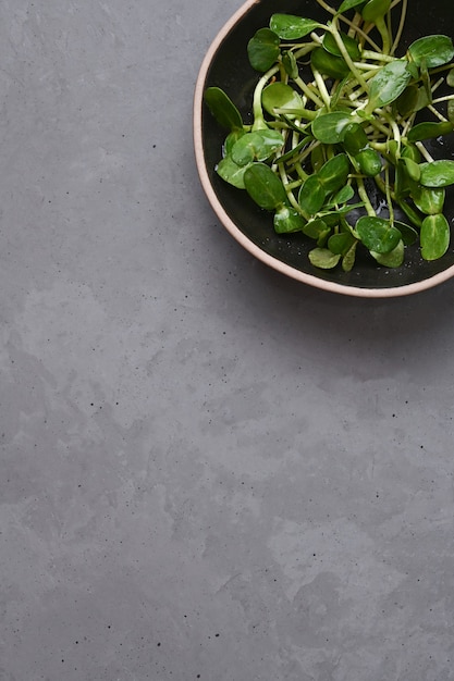 Microgreens di girasole in una ciotola su uno sfondo grigio, verdure germogliate vegetariane, concetto di cibo sano, spazio copia.