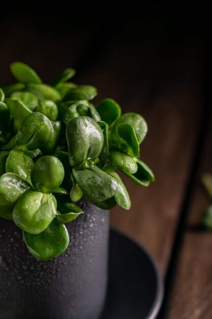 Sunflower microgreens in a gray cup on a wooden table dark mood