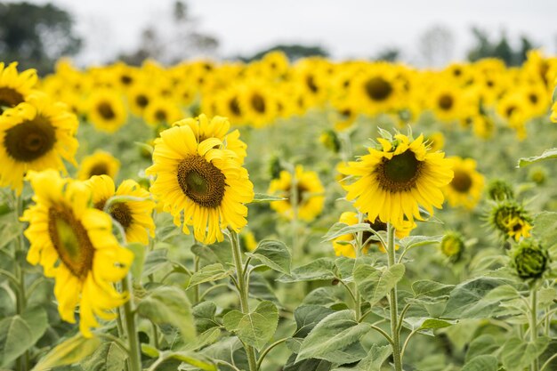 Sunflower natural background sunflower blooming close-up of sunflower