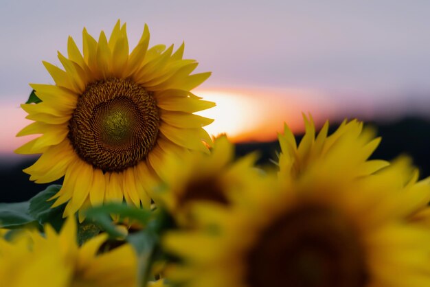 Sunflower natural background Sunflower blooming Closeup of sunflower