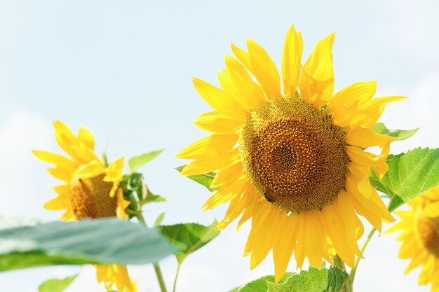 Sunflower natural background. Sunflowers are blooming. Close-up sunflower