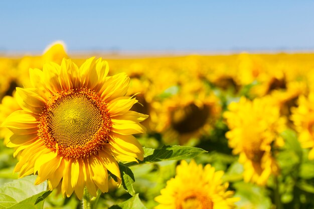 Il girasole naturale.