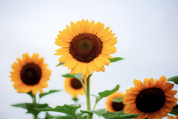 Sunflower in the natural.