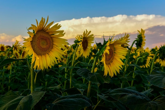 Sunflower pampas Argentina