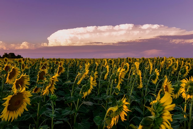 Sunflower pampas Argentina