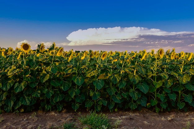 Sunflower pampas Argentina