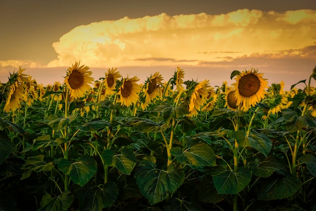 Sunflower pampas Argentina